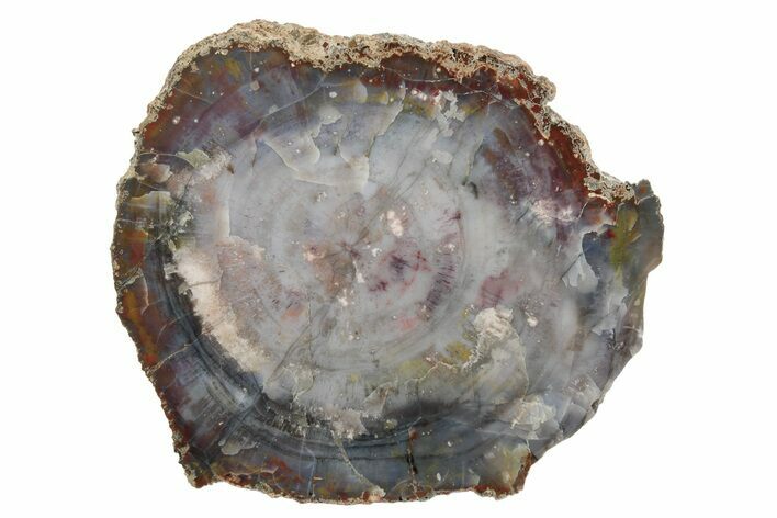 Blue, Polished Petrified Wood Round - Arizona #239325